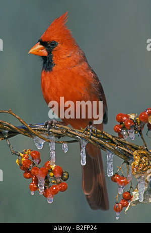 Il Cardinale nord Cardinalis cardinalis maschio Nord America orientale Foto Stock