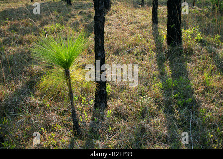 Peccio Piantina Pinus palustris Southeastern USA Foto Stock