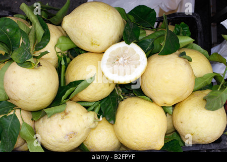 Limoni giganti in vendita a Positano sulla costiera amalfitana ,Italia Foto Stock