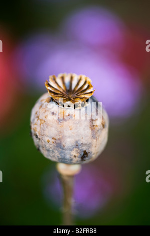 Baccello del seme di papavero Foto Stock