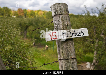 Segno di marcatura post McIntosh melo riga per scegliere la tua fattoria Foto Stock