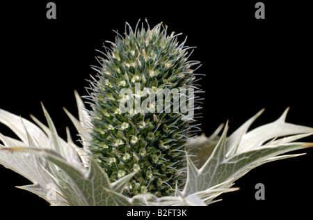 Un studio close up di un Eryngium giganteum, 'Miss Willmott del fantasma', fiore di testa. Foto Stock