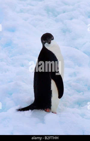 Adelie Penguin Pygoscelis adeliae guardando la telecamera Foto Stock