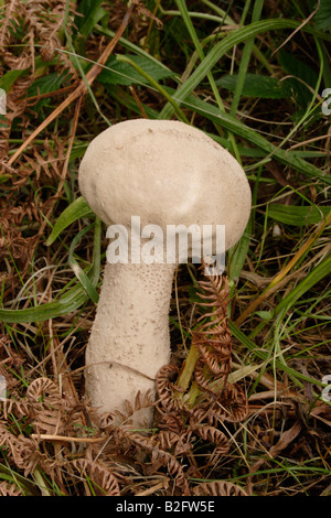 Pestello puffball Handkea excipuliformis REGNO UNITO Foto Stock