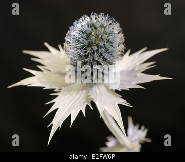 Un studio close up di un Eryngium giganteum, 'Miss Willmott del fantasma', fiore di testa. Foto Stock