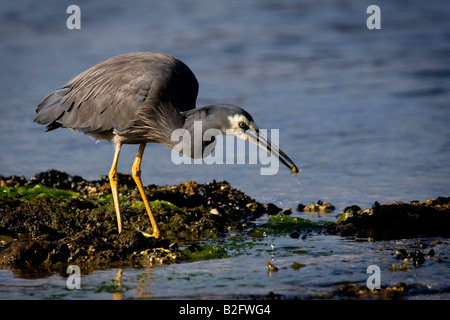 Di fronte bianco Heron. Egretta novaehollandiae Foto Stock