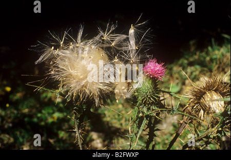 Spear Thistle / Cirsium vulgare Foto Stock