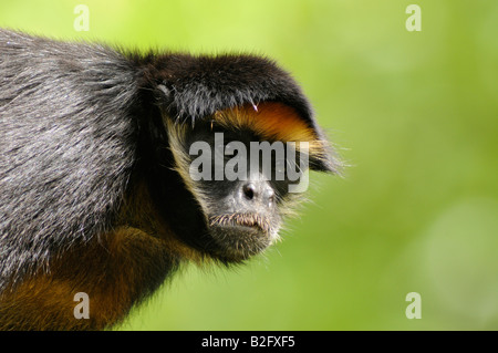 Bianco-panciuto scimmia ragno Ateles belzebuth peruviana della foresta pluviale amazzonica Foto Stock