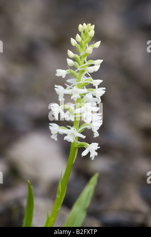 Comune di orchidea profumata Gymnadenia conopsea albiflora close-up di fiori di spike Foto Stock