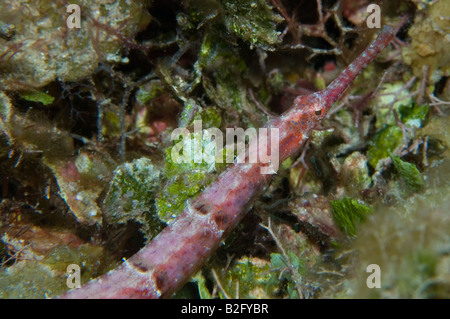 Un Pipefish su un reef di Roatan Honduras Foto Stock