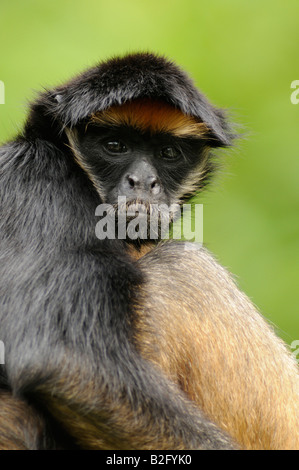 Bianco-panciuto scimmia ragno Ateles belzebuth peruviana della foresta pluviale amazzonica Foto Stock