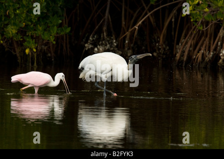 Roseate Spoonbill (Ajaia ajaja) e legno Stork (Mycteria americana) alimentando le mangrovie Foto Stock