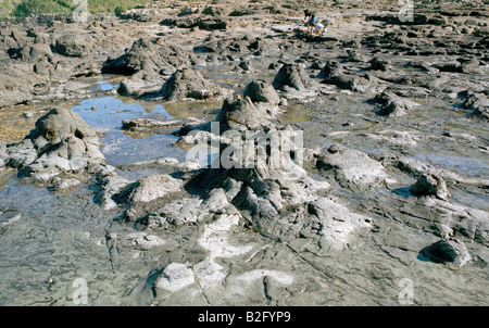 Tronchi di alberi caduti, pietrificato, può essere chiaramente visto con la bassa marea, Curio Bay, Isola del Sud della Nuova Zelanda. Foto Stock