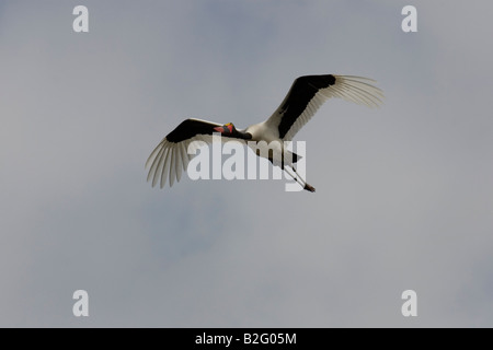 Una sella fatturati stork scorrevolezza Foto Stock