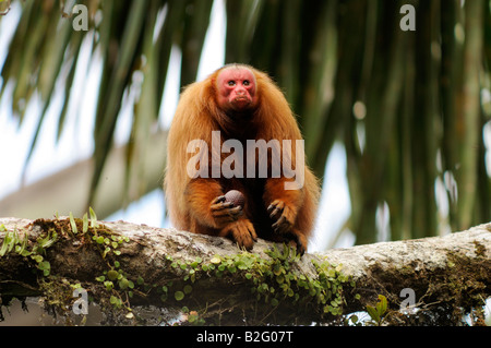 Rosso scimmia UAKARI Cacajao calvus ucayalii selvatica Foto Stock