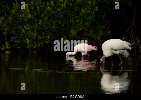 Roseate Spoonbill (Ajaia ajaja) e legno Stork (Mycteria americana) alimentando le mangrovie Foto Stock