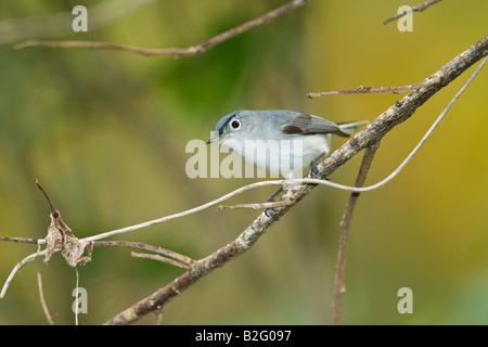 Blu grigio Gnatcatcher (Polioptila caerulea) Foto Stock