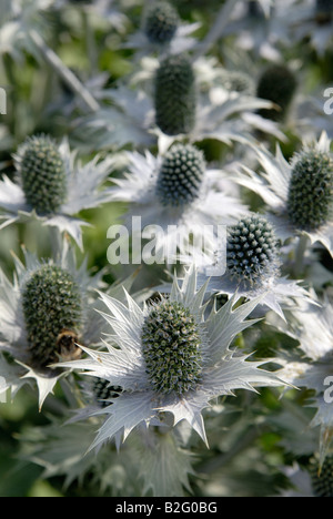 Un intrico di Eryngium giganteum, 'Miss Willmott del fantasma', piante in un giardino inglese in estate. Foto Stock