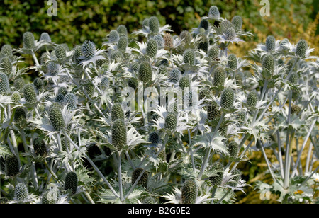 Un intrico di Eryngium giganteum, 'Miss Willmott del fantasma', piante in un giardino inglese in estate. Foto Stock