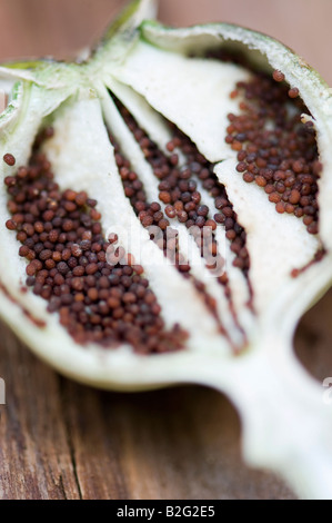 Semi di papavero in un seme di papavero pod che è stato sdoppiato aperta Foto Stock