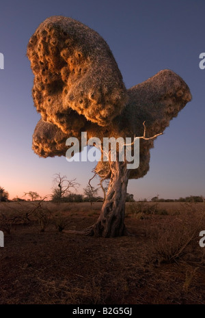 Nido di uccelli tessitore sociale al tramonto Foto Stock