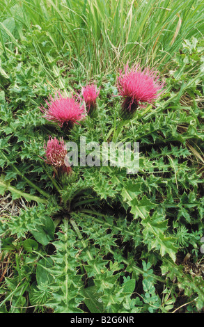 Stemless Thistle Dwarf Thistle cirsium acaule Foto Stock