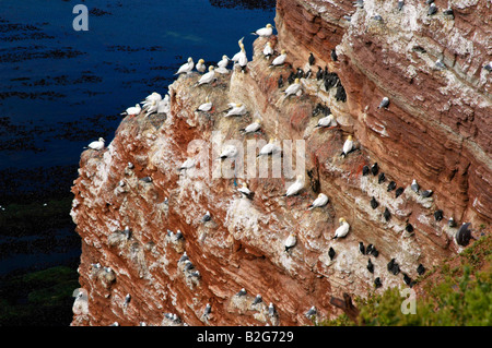 Luogo di allevamento Birdrock lange anna Helgoland Schleswig Holstein landmark Germania vista panoramica mare Foto Stock