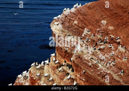 Luogo di allevamento Birdrock lange anna Helgoland Schleswig Holstein landmark Germania vista panoramica mare Foto Stock