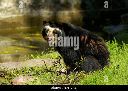 Brillenbaer Tremarcots ornatus spectacled bear Foto Stock