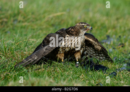 Habicht Rothabicht Accipiter gentilis Astore Baden Wuerttemberg Deutschland Germania Foto Stock