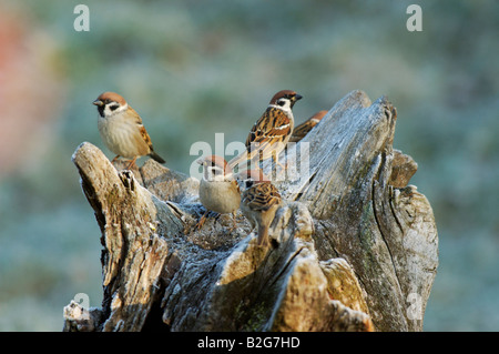 Feldsperling Passer montanus Eurasian Tree Sparrow Ostalbkreis Baden Wuerttemberg Deutschland Germania Foto Stock