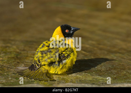 Dorfweber Textorweber Maennchen Ploceus cucullatus villaggio maschio tessitore Stoccarda Baden Wuerttemberg Deutschland Germania Foto Stock