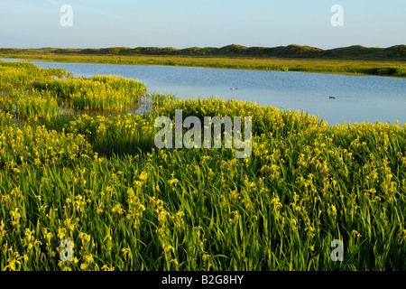 Area di lakeland iris gialla bandiera gialla Iris pseudacorus isola di Texel Holland Europa Foto Stock