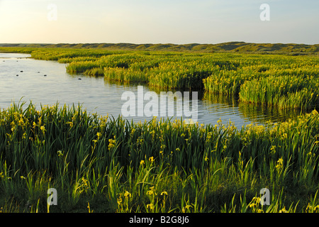 Area di lakeland iris gialla bandiera gialla Iris pseudacorus isola di Texel Holland Europa Foto Stock