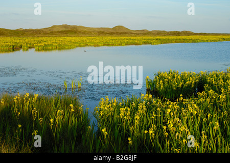 Area di lakeland iris gialla bandiera gialla Iris pseudacorus isola di Texel Holland Europa Foto Stock