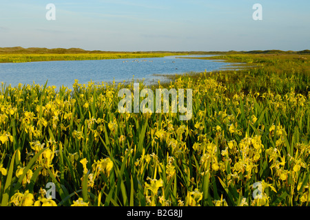 Area di lakeland iris gialla bandiera gialla Iris pseudacorus isola di Texel Holland Europa Foto Stock