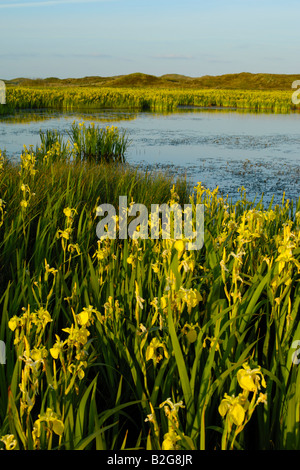 Area di lakeland iris gialla bandiera gialla Iris pseudacorus isola di Texel Holland Europa Foto Stock