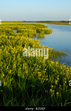 Area di lakeland iris gialla bandiera gialla Iris pseudacorus isola di Texel Holland Europa Foto Stock