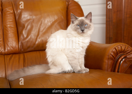 Giovani gatto Ragdoll Foto Stock