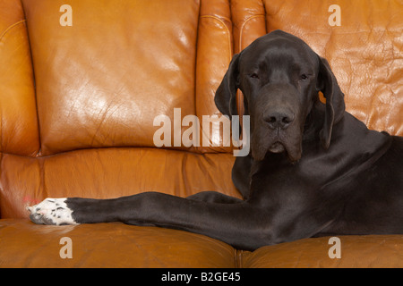 Ritratto di un Deutsche Dogge Foto Stock