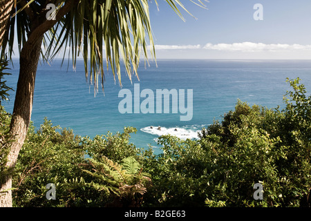 Mare di Tasman e albero da cavalieri Point Lookout vicino al fiume HAAST Isola del Sud della Nuova Zelanda Foto Stock