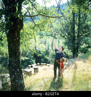 Uomo con little boy lo scuotimento di un albero di castagno e apiario in background Ardèche Francia Foto Stock