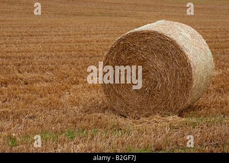 Balle di paglia in un campo nella contea di Down Irlanda del Nord Foto Stock