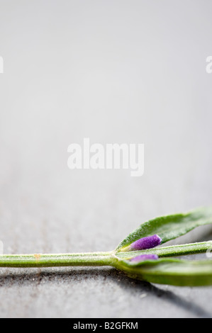 Stelo di lavanda sull'ardesia Foto Stock