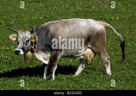 Bovini di Bos taurus bovini domestici allgaeu scorza di Baviera Germania Foto Stock