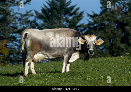 Hausrind Bos taurus Allgäuer Grauvieh mit Kuhglocke auf Weide Allgäu Bayern Deutschland Germania Foto Stock