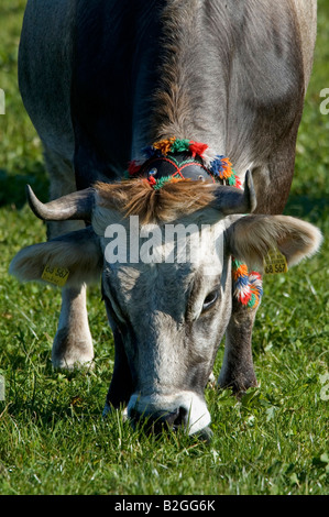 Bovini di Bos taurus bovini domestici la cotenna allgaeu baviera germanyHausrind Bos taurus Allgäuer Grauvieh mit Kuhglocke auf Weide Allg Foto Stock