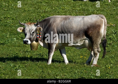 Bovini di Bos taurus bovini domestici la cotenna allgaeu baviera germanyHausrind Bos taurus Allgäuer Grauvieh mit Kuhglocke auf Weide tutti Foto Stock