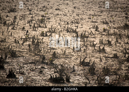 Velme in Sunderbans Parco Nazionale. Foto Stock