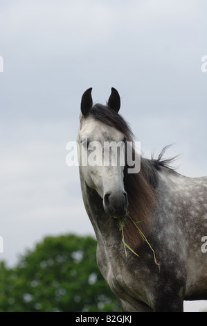 Ritratto di muffa cavallo andaluso di Equus ferus caballus ritratto Foto Stock